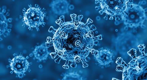 Photo of the Covid-19 virus on the Carsey website.