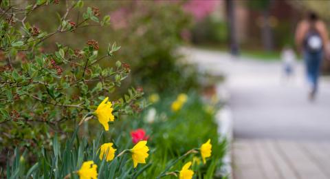 UNH Durham campus in spring with daffodils in foreground